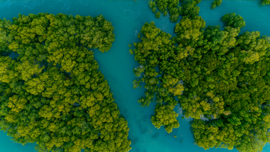 Blaue Garnelen, grüne Zukunft – Gamba Zamba
